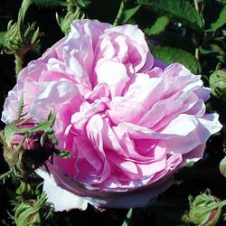 Rosier Rose des peintres